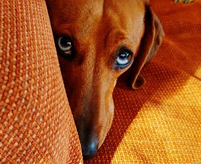 Independência ou o rabo entre as pernas