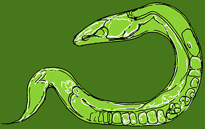 Toda unanimidade é burra