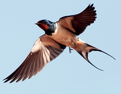 Uma andorinha só não faz verão