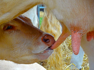 Bandeira de Águas Lindas