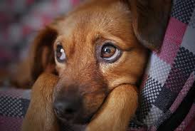 Saudades dos meus cachorros